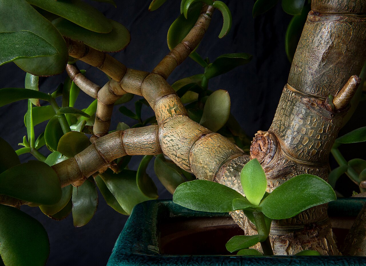 Feng shui wealth corner plants opening image with a healthy indoor plant and living room corner context