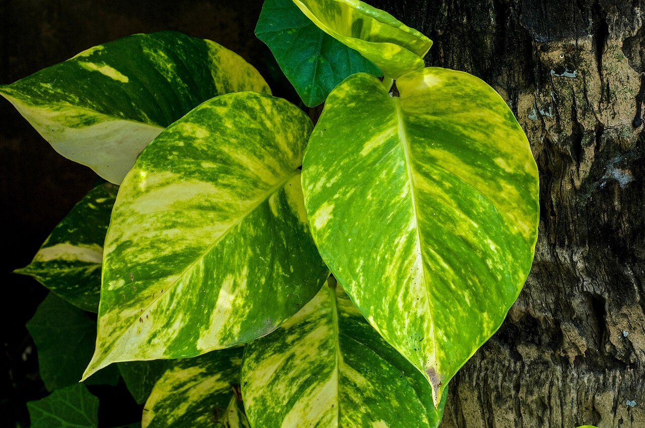 Indoor plant placement context for checking light, care needs, and room flow
