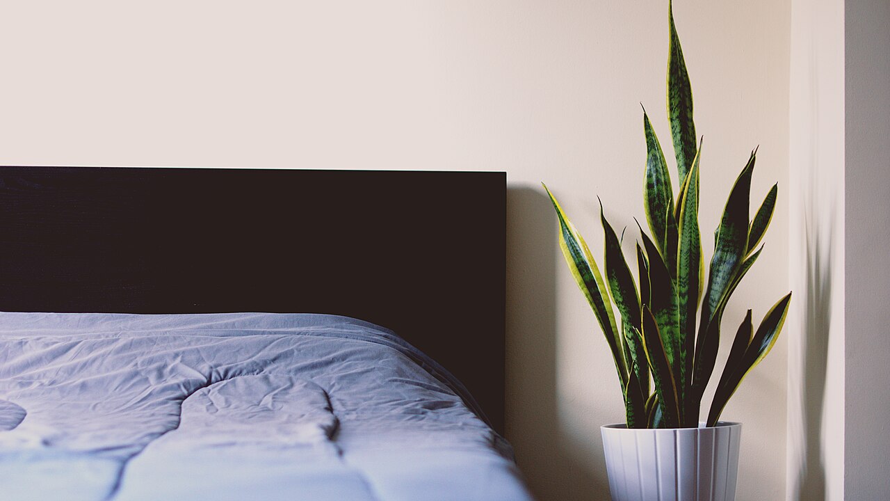Living room plant corner context for reviewing practical placement and symbolic limits